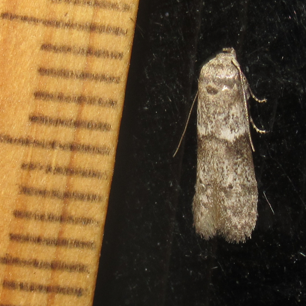 Blastobasid Moths from Salton Dr., Austin, Travis Co., TX on September ...