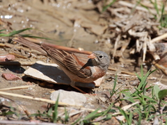 Emberiza buchanani