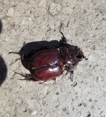 Oryctes nasicornis corniculatus