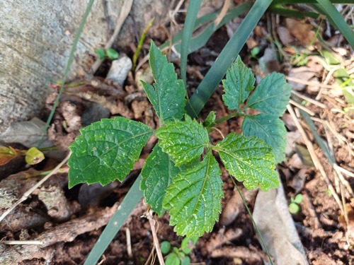 Double-barrel Grape (Cyphostemma hypoleucum)
