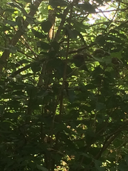 Dumetella carolinensis