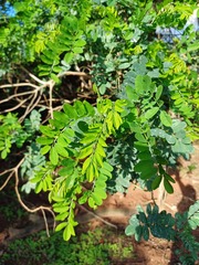 Indigofera jucunda, photograph (c) Margaret Burger, some rights reserved (CC BY-SA)