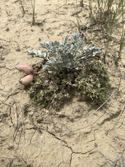 Astragalus chamaeleuce