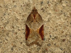 Acleris laterana