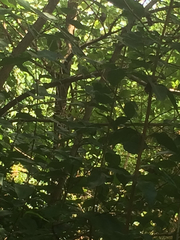 Dumetella carolinensis