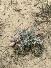 Astragalus chamaeleuce