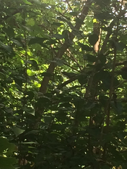 Dumetella carolinensis