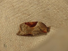 Acleris laterana