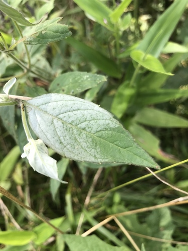 Pycnanthemum incanum