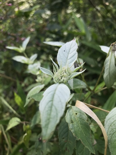 Pycnanthemum incanum