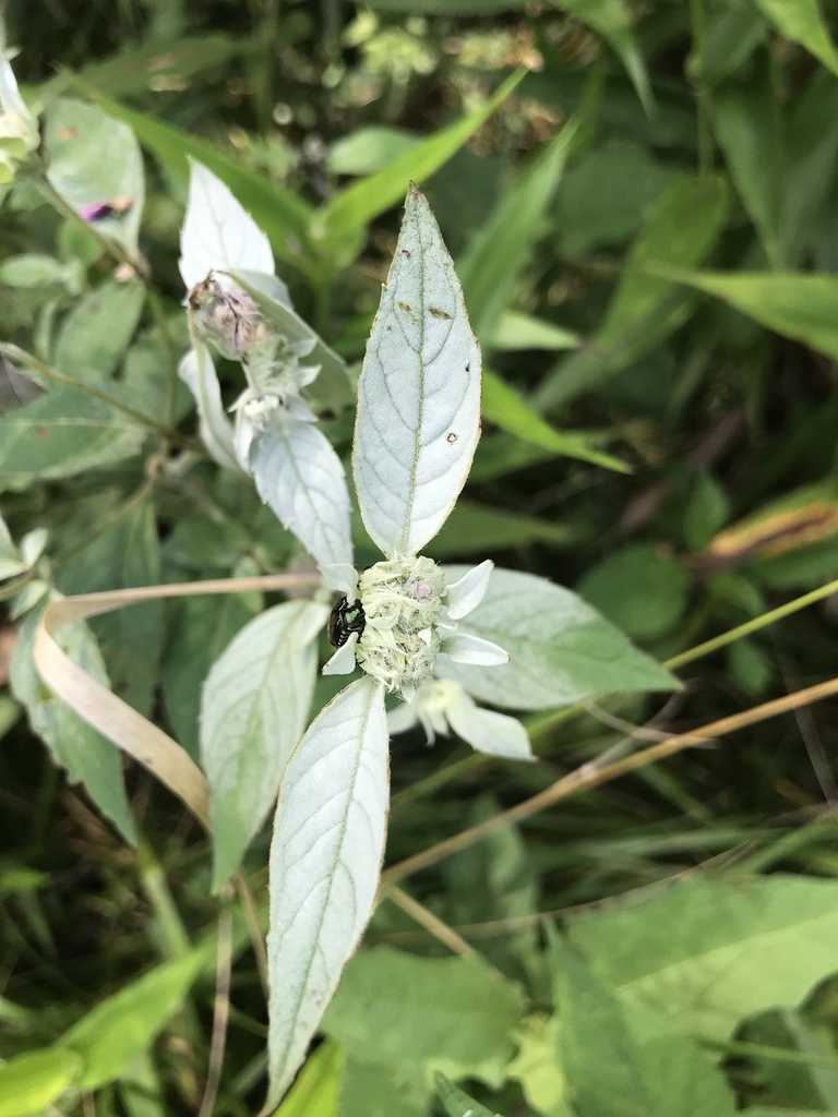 Pycnanthemum incanum, 27514, Chapel Hill, NC, US