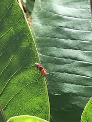 Tetraopes melanurus