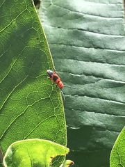 Tetraopes melanurus