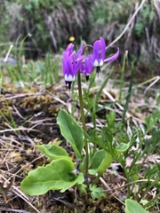 Primula frigida