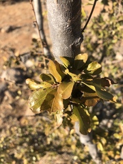 Ochna inermis