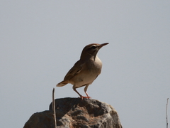 Cercotrichas galactotes