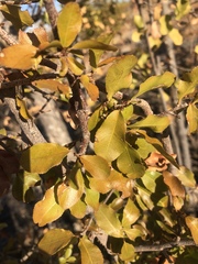 Ochna inermis