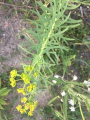 Euphorbia esula
