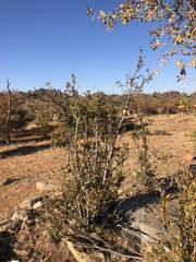 Ochna inermis