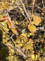 Ochna inermis