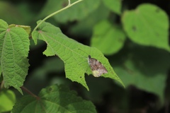 Lieinix nemesis atthis