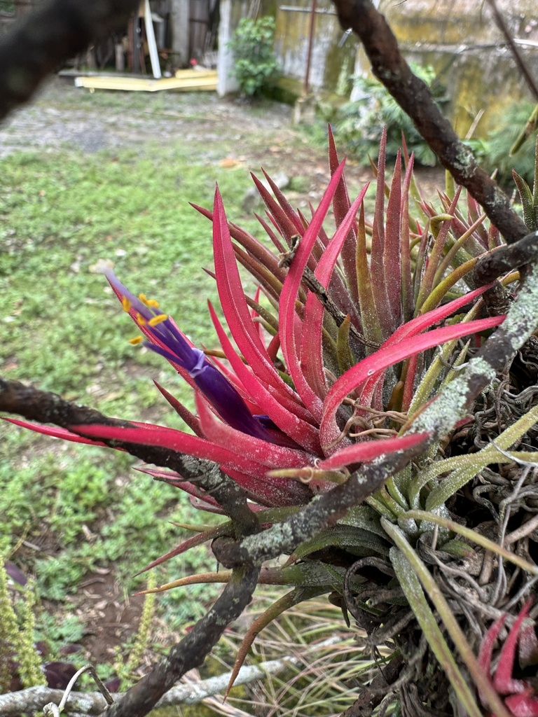 Tillandsia Ionantha