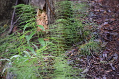 Equisetum pratense image