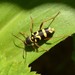 Clytus planifrons - Photo (c) David Anderson, some rights reserved (CC BY-NC-SA), uploaded by David Anderson