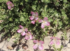 Oenothera canescens