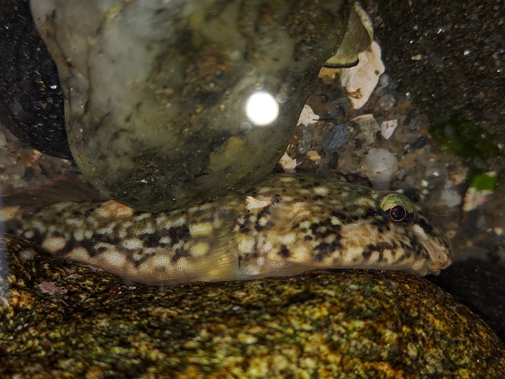 Austral Clingfish