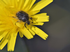 Tropinota squalida