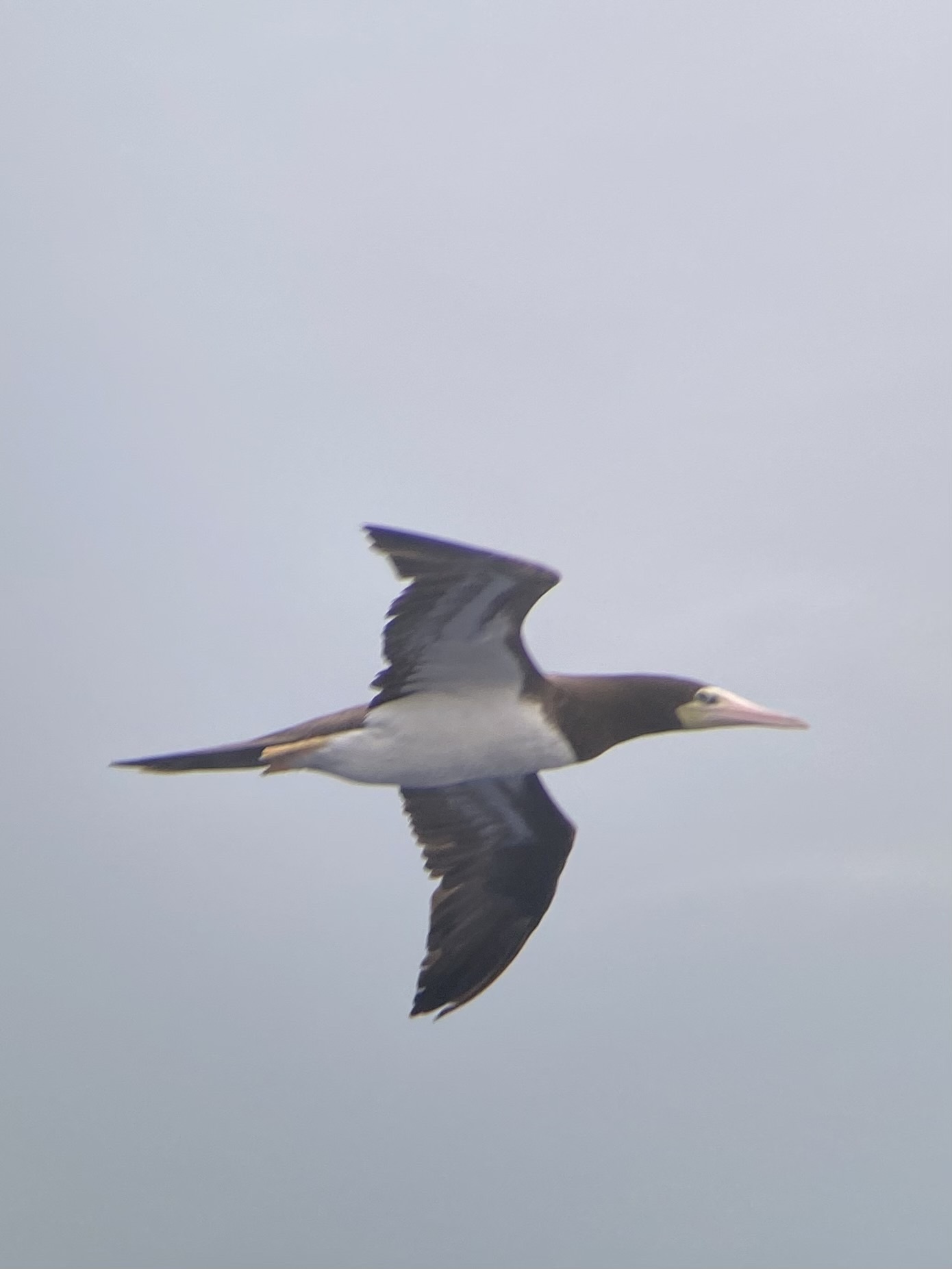 Brown Booby