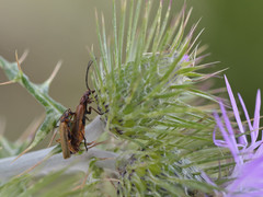Rhagonycha nigritarsis