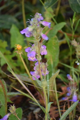 Penstemon gormanii