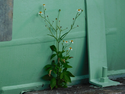 Romerillo (Bidens alba)