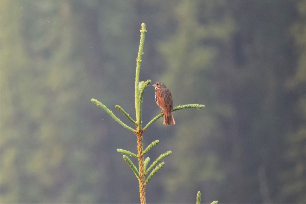 Western Red Fox Sparrow
