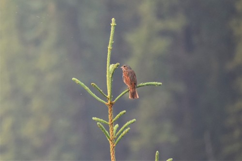 Western Red Fox Sparrow