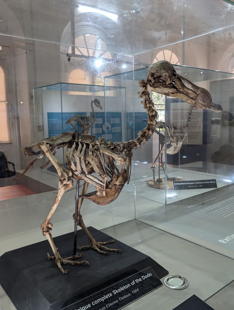 Dodo