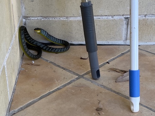 Common Tree Snake sighting