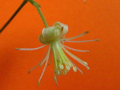 Clematis brasiliana