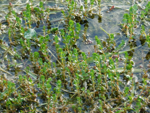 Image of Rotala rotundifolia by (c) David Garza, some rights reserved (CC BY)