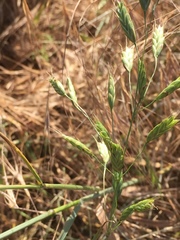 Bromus