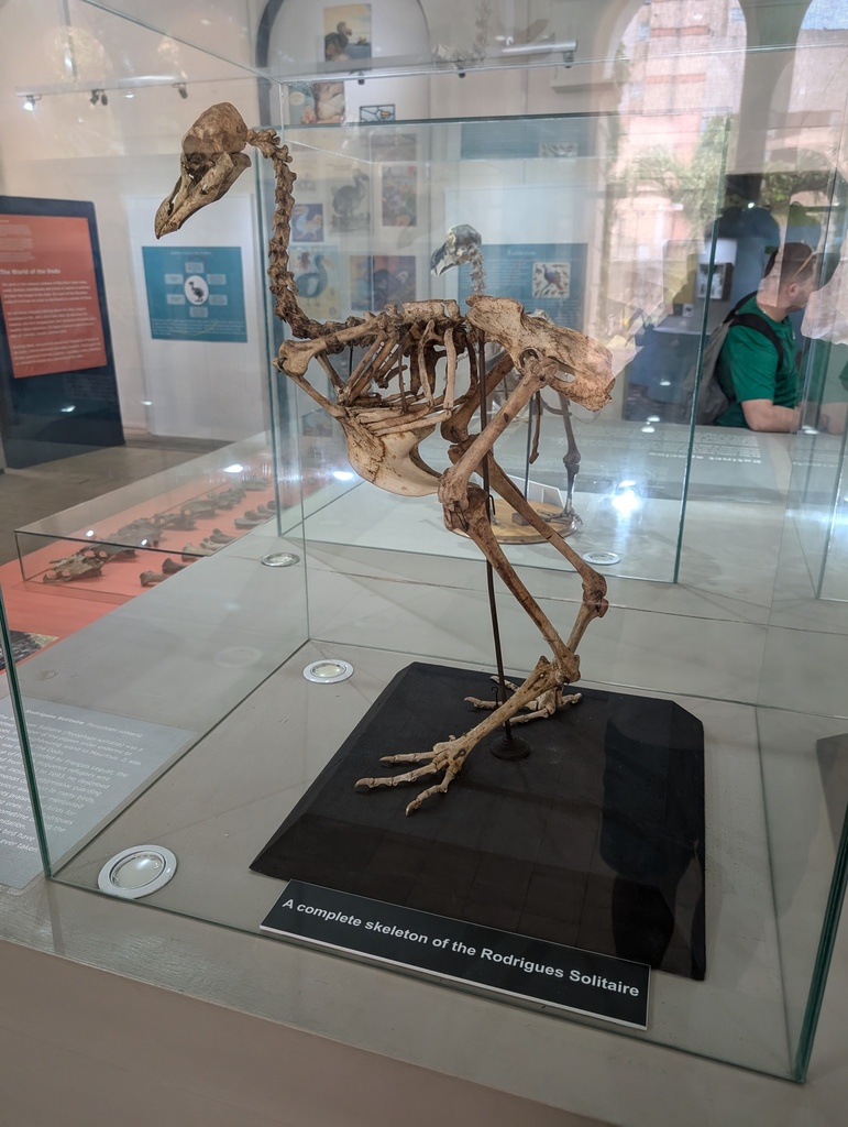 Rodrigues Solitaire photo