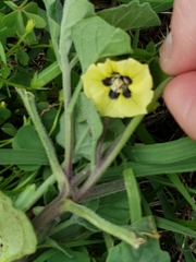 Physalis mollis mollis