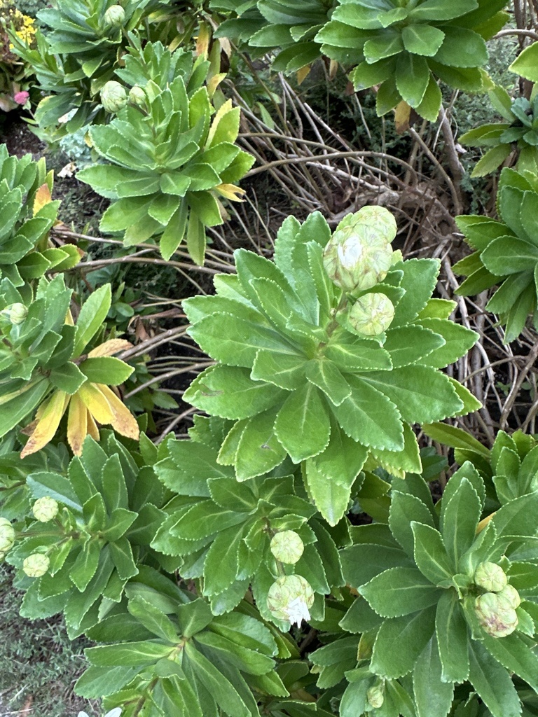 Nipponanthemum nipponicum, Silver Birch Ave, Toronto, ON, CA