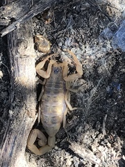 Centruroides exilicauda