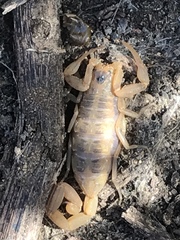 Centruroides exilicauda