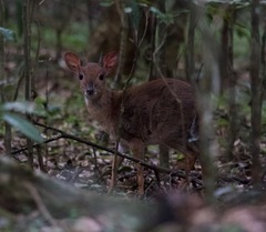 Nesotragus moschatus