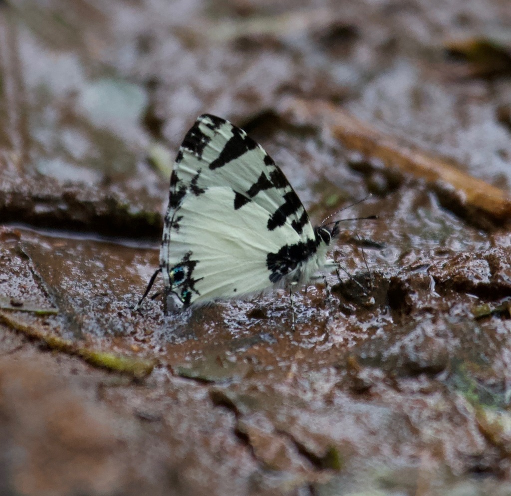 Uranothauma heritsia