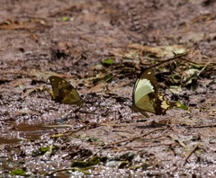 Papilio dardanus polytrophus